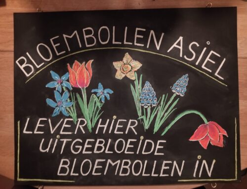 Bloembollen asiel